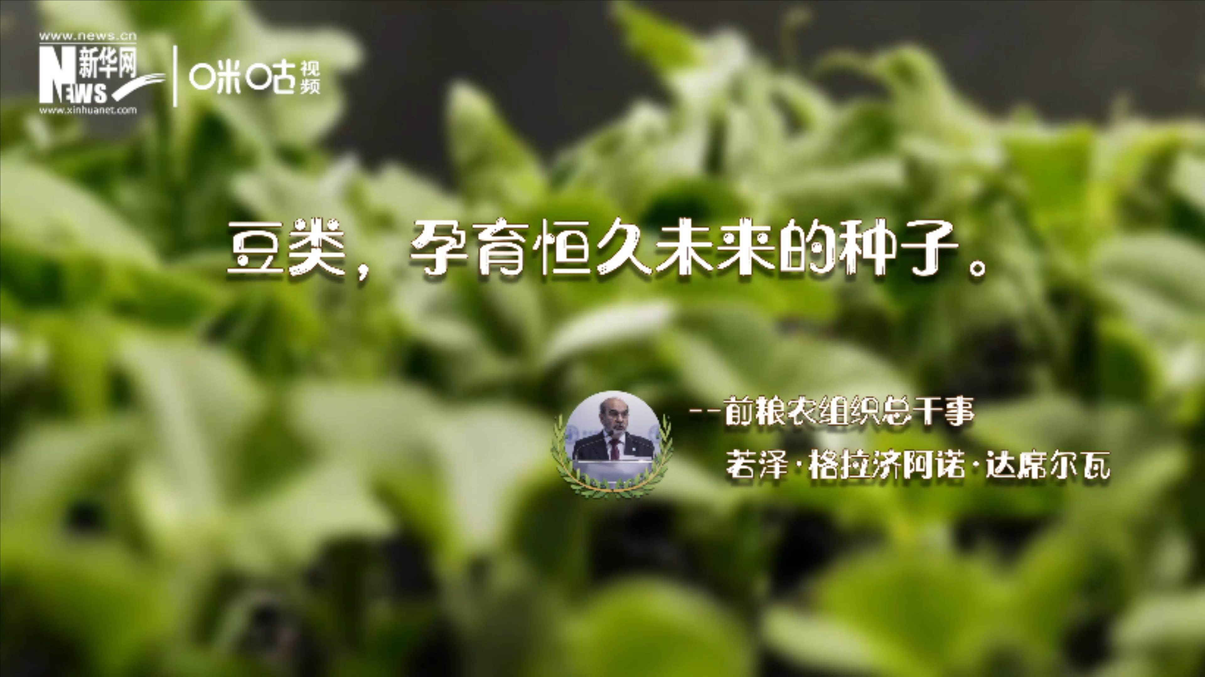 豆類，孕育恒久未來的種子