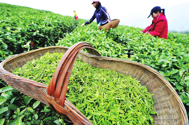 西湖龍井像LV包，原因在這里