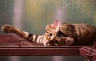 可愛小動(dòng)物齊聚江蘇常州 吹響萌寵&ldquo;集結(jié)號(hào)&rdquo;