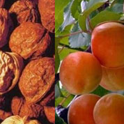 泰山核桃、紅玉杏