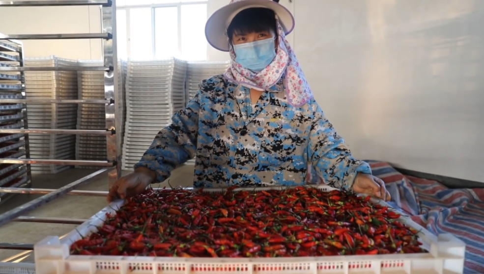 你怎么&ldquo;辣&rdquo;么好看！小辣椒映紅脫貧路