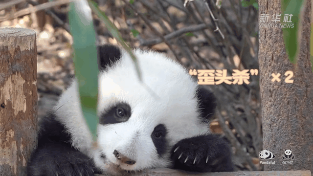 請注意，前方有滾滾發(fā)起近距離&ldquo;歪頭殺&rdquo;