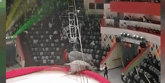 意外！場面失控 俄馬戲團(tuán)大象踩踏觀眾席