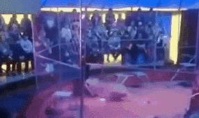 驚險！ 俄馴獸師遭失控獅子撲咬