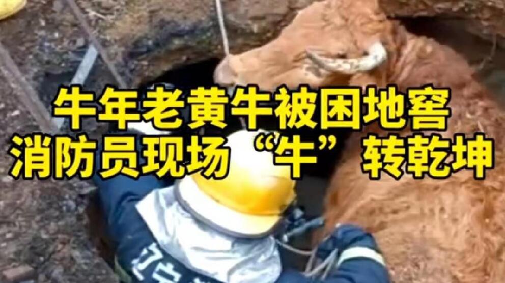牛年老黃牛被困地窖，消防員現(xiàn)場&ldquo;牛&rdquo;轉(zhuǎn)乾坤！