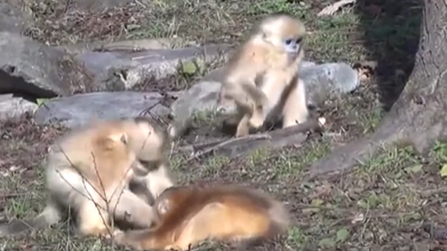 陜西：動物個體識別系統(tǒng)可精準(zhǔn)識別&ldquo;猴臉&rdquo;