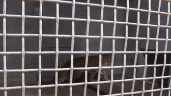 杭州通報&ldquo;金錢豹外逃事件&rdquo;調(diào)查進(jìn)展