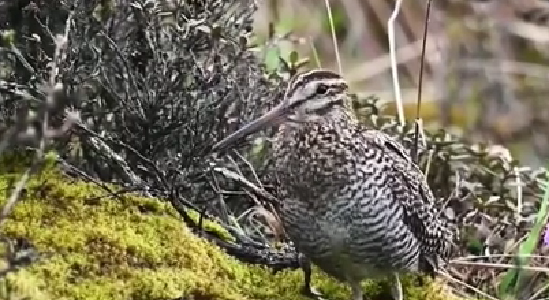 四川綿陽(yáng)：拍攝到罕見(jiàn)鳥(niǎo)類(lèi)&mdash;&mdash;林沙錐影像