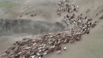 新疆福?？h43萬牲畜踏上夏季轉場路