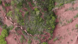 &ldquo;象&rdquo;往何方？ 象群正翻山南行 當(dāng)?shù)赜行蚴枭⑷罕? /></a>
<div   id=