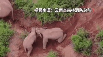 &ldquo;象&rdquo;往何方？野象群持續(xù)向南行進