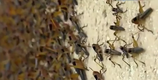 恐怖！ 漫天飛舞 俄邊疆區(qū)遭蝗蟲(chóng)、瓢蟲(chóng)侵襲