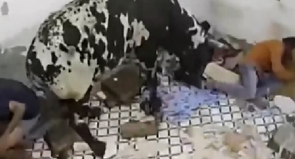 驚嚇！ 印度公牛打架沖進(jìn)屋子 男子奪門(mén)而出