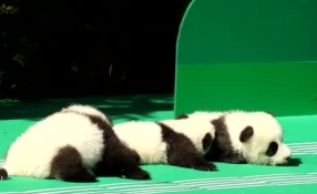 &ldquo;萌神&rdquo;駕到！新生熊貓寶寶&ldquo;C位&rdquo;亮相