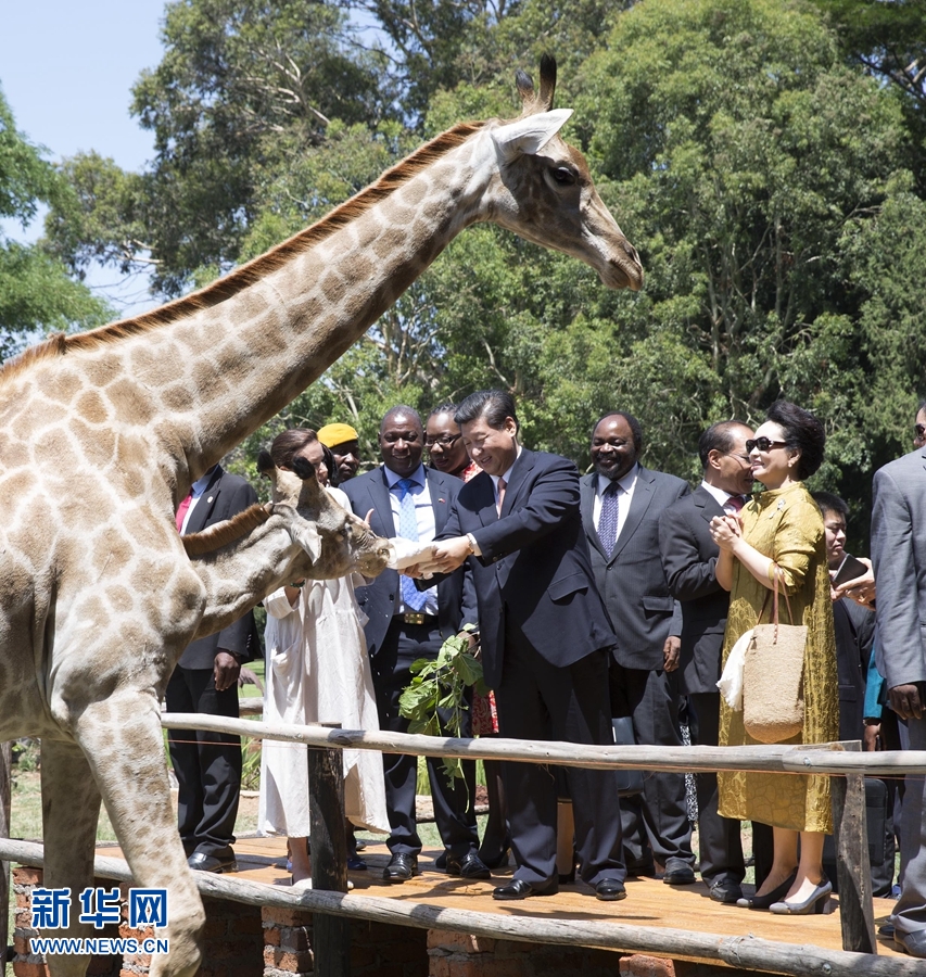 12月2日，國家主席習(xí)近平在津巴布韋考察野生動物救助基地。在基地負(fù)責(zé)人陪同下，習(xí)近平和夫人彭麗媛察看了基地救助的野生動物，并給大象、長頸鹿遞喂水果、樹葉。新華社記者 黃敬文 攝 