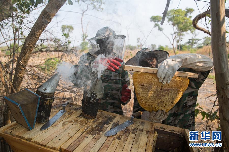 （國(guó)際&middot;聚焦進(jìn)口博覽會(huì)&middot;圖文互動(dòng)）（4）通訊：贊比亞蜂蜜企業(yè)欲借進(jìn)博會(huì)開拓中國(guó)市場(chǎng)