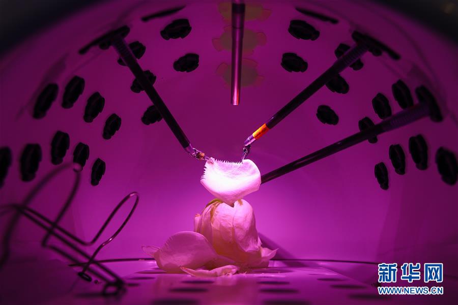 （鏡觀進(jìn)博會(huì)）妙手&ldquo;雕&rdquo;花