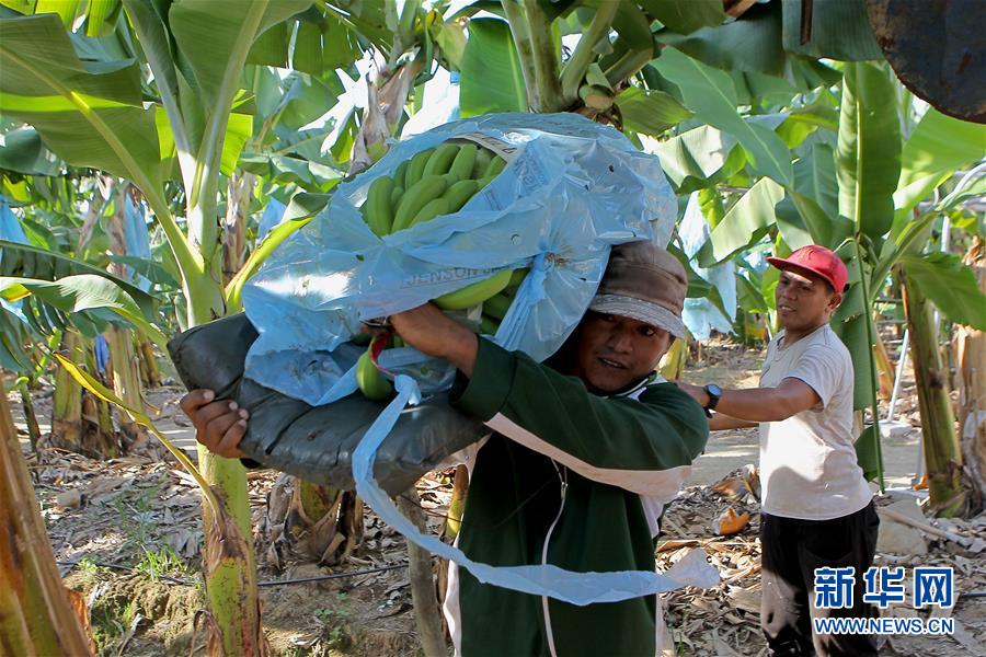 （國(guó)際&middot;圖文互動(dòng)）（3）菲律賓香蕉&ldquo;北上&rdquo;記
