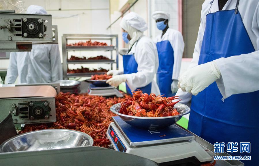 (國(guó)際·圖文互動(dòng))(9)從尼羅河畔到中國(guó)餐桌——一只“洋”小龍蝦的36小時(shí)旅程