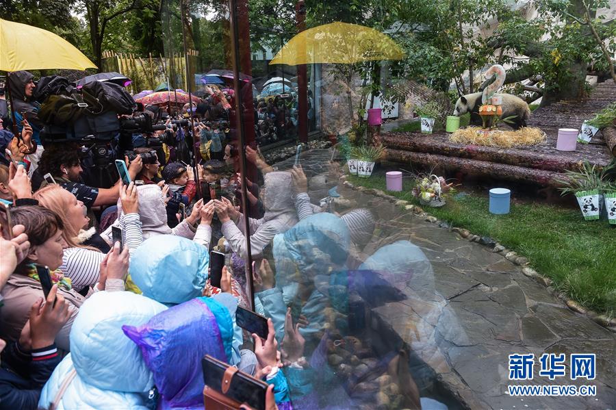 (國際)(2)莫斯科動(dòng)物園為大熊貓“如意”和“丁丁”慶生