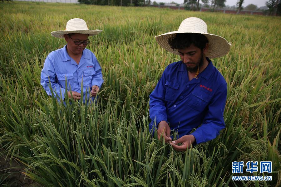 （國際&middot;圖文互動(dòng)）（1）通訊：達(dá)則兼濟(jì)天下&mdash;&mdash;記在巴基斯坦教授雜交水稻技術(shù)的中國專家
