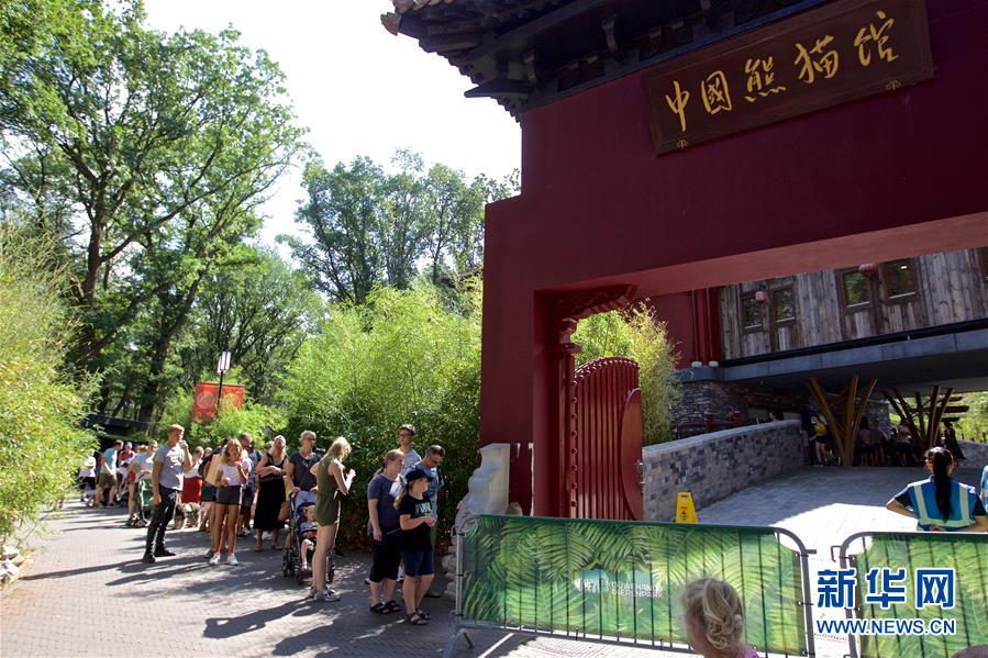 (國(guó)際·圖文互動(dòng))(2)旅荷大熊貓寶寶取名“梵星”