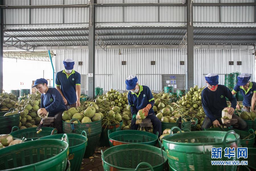 （第三屆進(jìn)博會(huì)&middot;圖文互動(dòng)）（3）通訊：椰香飄進(jìn)進(jìn)博會(huì) 市場(chǎng)開(kāi)放共繁榮&mdash;&mdash;一名泰國(guó)椰商的心聲