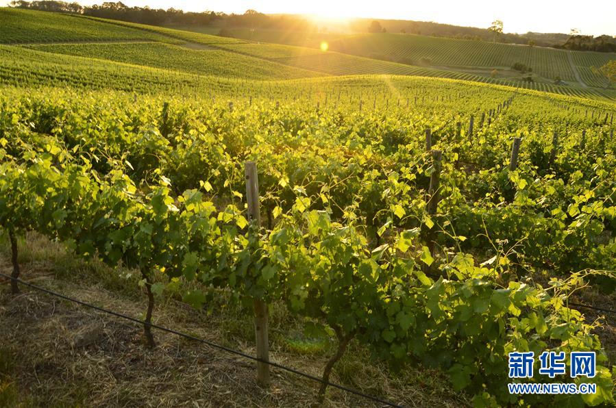 （第三屆進(jìn)博會(huì)&middot;圖文互動(dòng)）（1）專訪：進(jìn)博會(huì)是了解中國(guó)市場(chǎng)的好機(jī)會(huì)&mdash;&mdash;訪澳大利亞諾瓦維塔葡萄酒集團(tuán)創(chuàng)始人卡臣