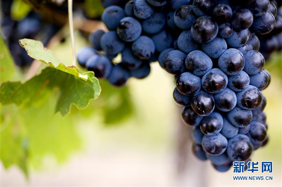 （第三屆進(jìn)博會(huì)&middot;圖文互動(dòng)）（4）專訪：進(jìn)博會(huì)是了解中國(guó)市場(chǎng)的好機(jī)會(huì)&mdash;&mdash;訪澳大利亞諾瓦維塔葡萄酒集團(tuán)創(chuàng)始人卡臣