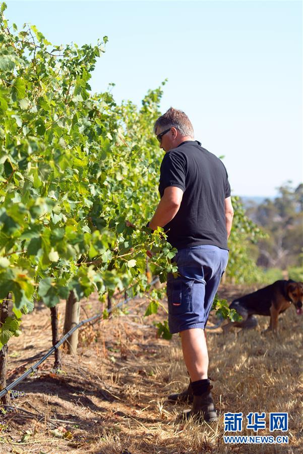 （第三屆進(jìn)博會(huì)&middot;圖文互動(dòng)）（8）專訪：進(jìn)博會(huì)是了解中國(guó)市場(chǎng)的好機(jī)會(huì)&mdash;&mdash;訪澳大利亞諾瓦維塔葡萄酒集團(tuán)創(chuàng)始人卡臣