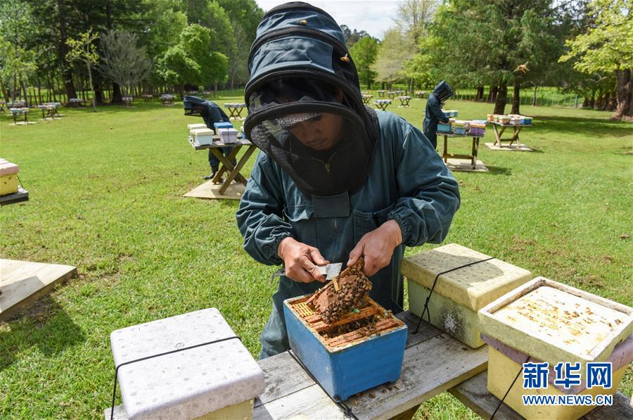 （第三屆進(jìn)博會&middot;圖文互動）（7）通訊：新西蘭的進(jìn)博會味道，甜