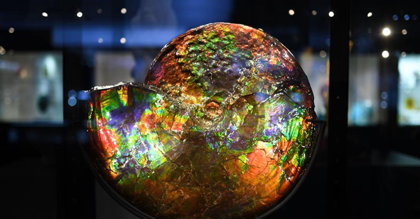 進(jìn)博會觀展體驗：多彩&middot;絢爛&middot;未來感