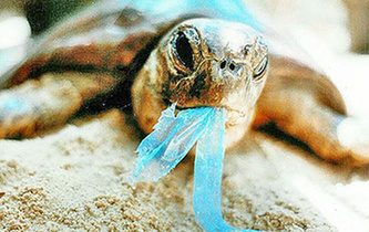 你隨手一扔，也許就毀掉它們的一生！